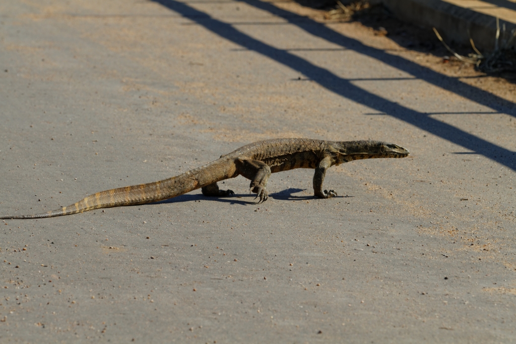 08 - Kruger NP (76)-Varan.jpg